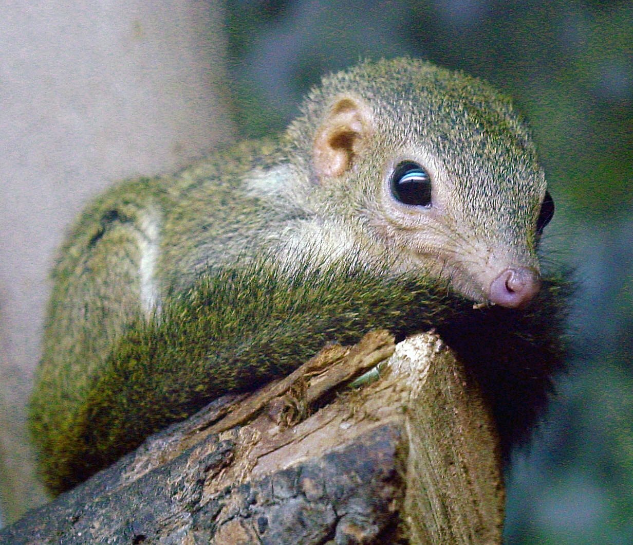 Portrait de Tupaia